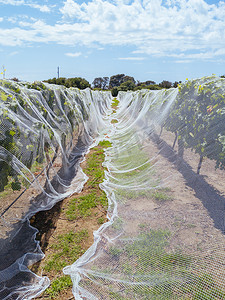 澳大利亚莫宁顿半岛的葡萄园