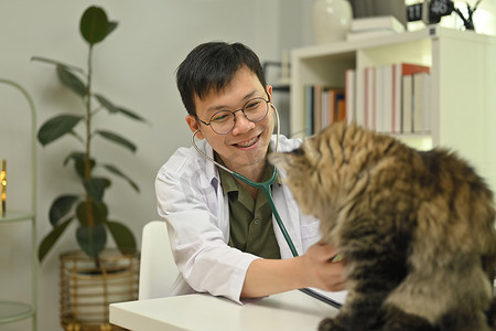 年轻的兽医在诊所用听诊器检查可爱的毛茸茸的猫。