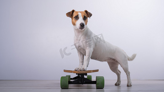 狗杰克罗素梗犬在工作室的长板上，背景为白色。