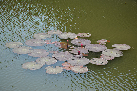 有花漂浮在水湖的绿色荷叶