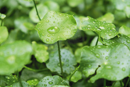 花园里水仙草上的雨滴