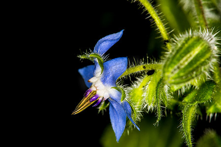 琉璃苣、香料和药用花