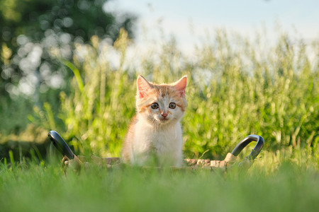 绿色阳光草地上篮子里可爱的红色蓬松小猫