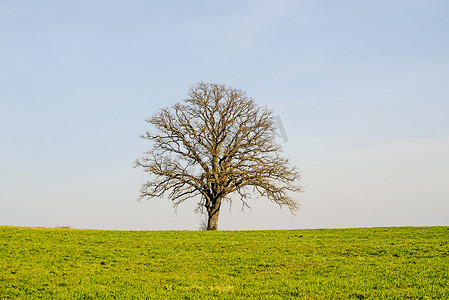 秃树摄影照片_早春的树