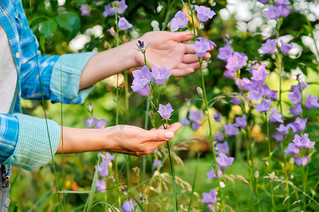 花园里盛开的紫铃风铃，女人的手摸着花