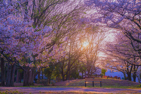 春天的美景摄影照片_吉村路绿地公园 樱花与夕阳美景