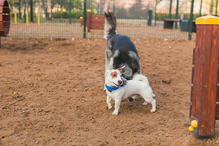 阳光明媚的春日，狗杰克罗素梗和哈士奇有趣地在户外狗游乐场玩耍