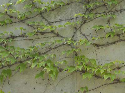 爬山虎背景墙摄影照片_新鲜的郁郁葱葱的绿色常春藤爬上混凝土装饰墙 — 背景