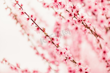 春天盛开的桃花摄影照片_春园桃花开。