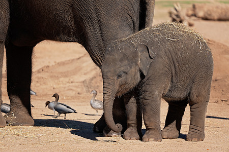 一只小象和它的妈妈