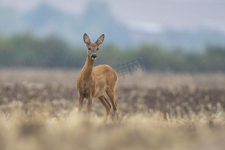 一只美丽的鹿母鹿站在秋天收获的田野上