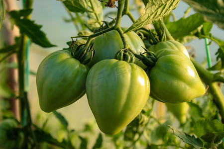 一群大的未成熟的绿色西红柿在植物上。