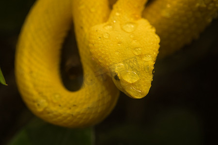 树上的黄色毒蛇