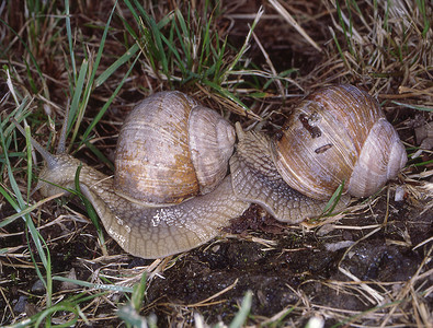 蜗牛壳摄影照片_葡萄园蜗牛在交配期间与住房