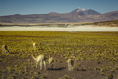 南美智利阿塔卡马边界附近玻利维亚高地的原驼骆马