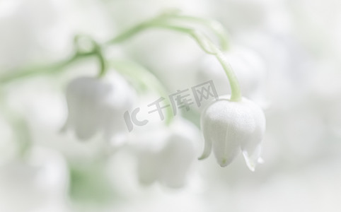 盛开的白铃兰花。