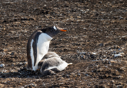 布拉夫湾的两只毛茸茸的小企鹅和它们的父母巴布亚企鹅在一起
