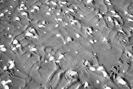动物黑白图案设计摄影照片_有轨道的海滩