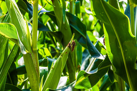 阳光照耀着一片生长的绿色玉米田，农田上绿色玉米的细节。