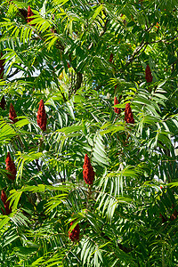 rhus摄影照片_盛开的漆树醋树红花，Rhus typhina，在阳光明媚的夏日特写。