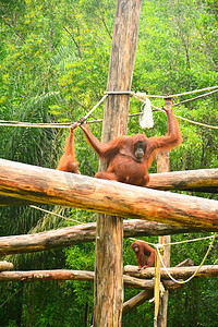 野生动物园摄影照片_洛高宜野生动物园的猩猩猴