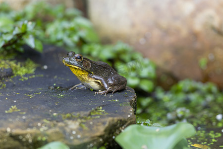 一只青蛙坐在被绿叶环绕的花园池塘的岩石上