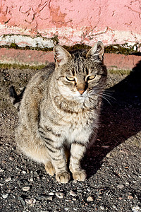 流浪猫摄影照片_人行道上的虎斑流浪猫和阴影