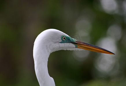 佛罗里达州公园里的热带鸟