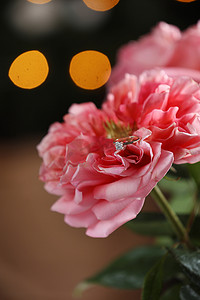 散景背景上美丽的粉红色玫瑰花瓣中的钻石订婚戒指。