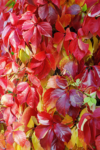 在 10 月呈紫、绿、黄和红色的 Parthenocissus quinquefolia 掌状叶。