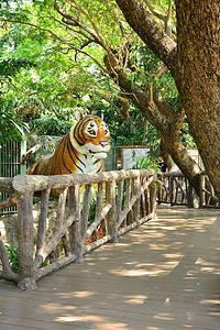 考斯特摄影照片_泰国曼谷考丁公园杜斯特动物园的小路