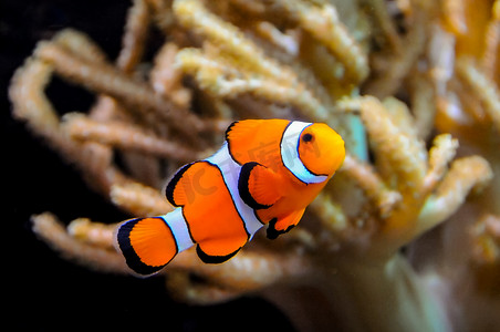 小丑鱼、海葵鱼 (Amphiprion ocellaris) 在海葵的触须中游动，鱼和海葵共生