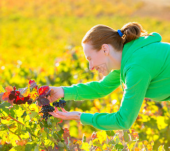 葡萄园的农夫妇女在地中海收获秋天