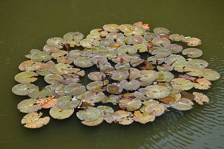 花漂浮摄影照片_有花漂浮在水湖的绿色荷叶