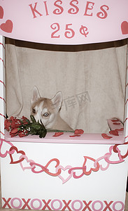 Valentine Dog in Kissing Booth 以狗为主题的情人节可爱概念