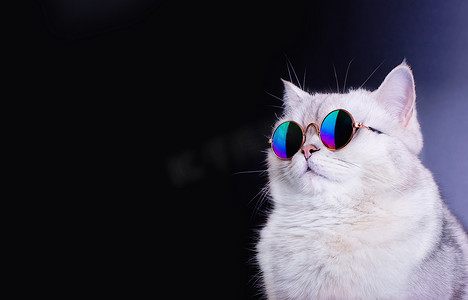 英国聚会摄影照片_白色英国猫在黑色背景上戴着蓝色太阳镜。