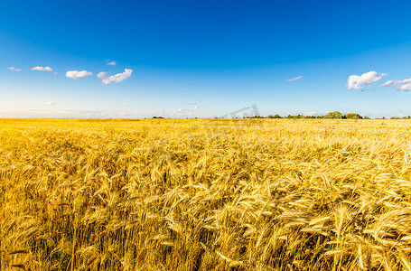 在晴朗晴朗的夜晚，晴朗的蓝天上种着金色黑麦的农田。