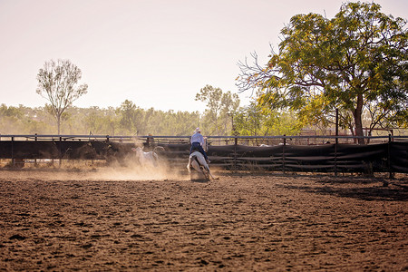 牛仔在 Campdraft Rodeo 活动中放牧小牛