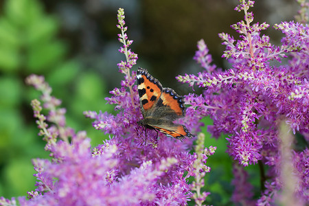花园里粉红色阿斯蒂巴上的蝴蝶荨麻疹