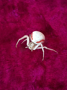 白毯子摄影照片_红色毯子上的蜘蛛白 karakurt
