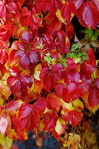 与红黄色叶子的 Parthenocissus 植物的秋天背景。