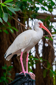 鸟儿飞翔摄影照片_美国白宜必思 (Eudocimus albus)，一只长着红嘴的鸟，栖息在佛罗里达州的一棵树上