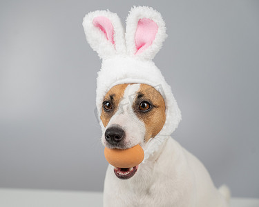 兔子耳朵里的杰克罗素梗犬拿着一个鸡蛋。