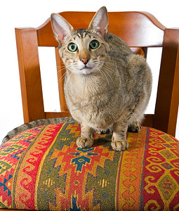 沙发猫摄影照片_坐在椅子上的东方猫