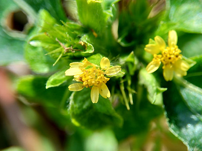 具有自然背景的节点杂草（也称为 Synedrella nodiflora、synderella 杂草）的宏观照片。