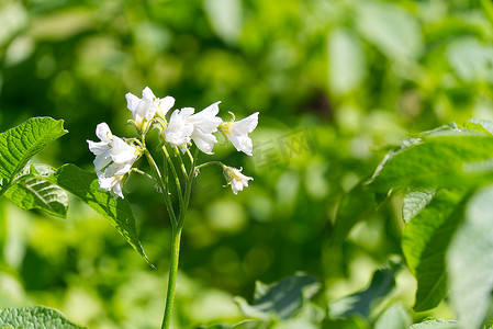 马铃薯灌木在马铃薯植物中开出白色的花朵。