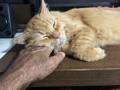 猫头枕着主人的手睡着了