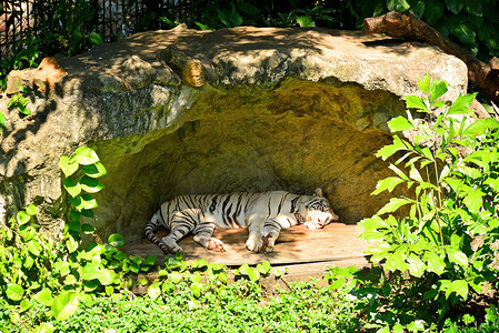 泰国曼谷考丁公园杜斯特动物园的白虎
