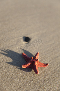 黄沙滩上的海星