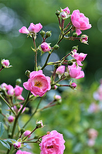 绿色背景下的粉色灌木玫瑰